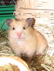 Hamsterbaby "Cremchen", männlich